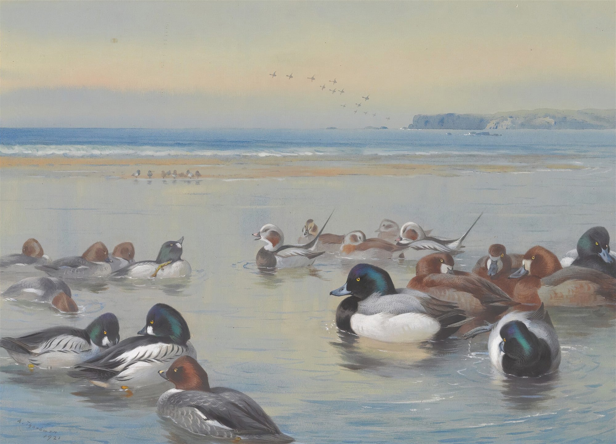 Pintura de Archibald Thorburn de um grupo de patos e outras aves marinhas nadando em águas rasas na praia, com o mar e um promontório distante ao fundo. Céu em tons pastel.
