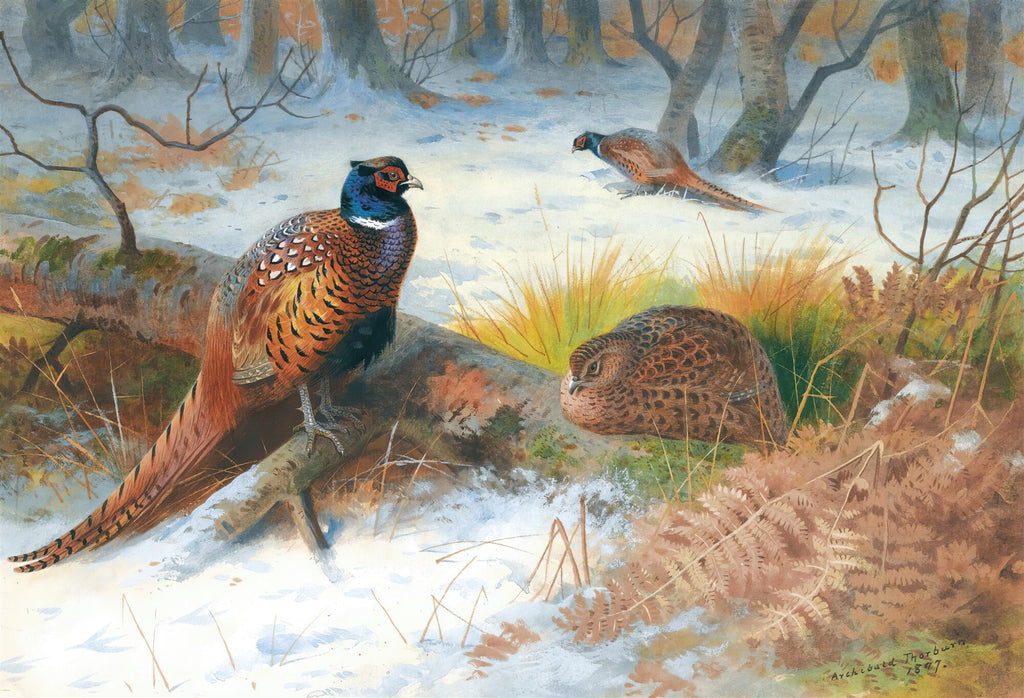 Quadro decorativo 'Faisões na Neve' de Archibald Thorburn, representando faisões em uma paisagem invernal com neve e árvores desfolhadas. Um faisão macho em primeiro plano, outro faisão deitado e um terceiro ao fundo.