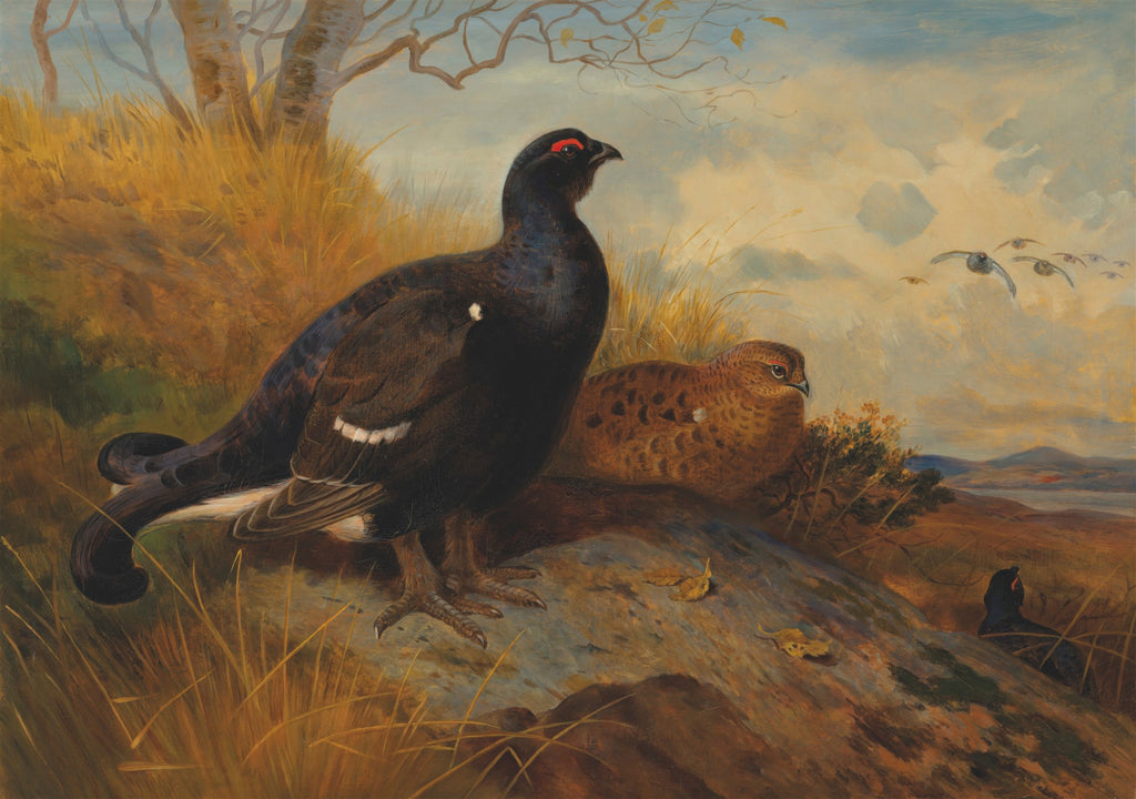 Quadro decorativo mostrando um galo-lira e uma fêmea no campo com outras aves voando ao longe, em estilo realista de Archibald Thorburn.