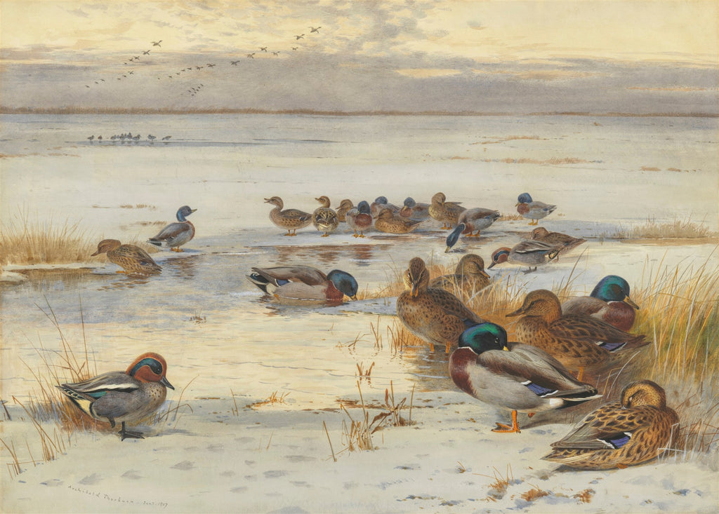 Quadro decorativo com pintura de Archibald Thorburn mostrando vários patos em uma paisagem invernal gelada, com água e algumas aves voando ao fundo.