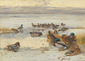 Quadro decorativo com pintura de Archibald Thorburn mostrando vários patos em uma paisagem invernal gelada, com água e algumas aves voando ao fundo.