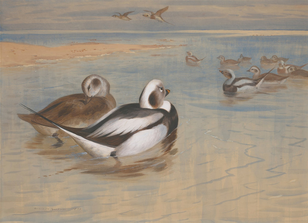 Quadro decorativo com pintura de Archibald Thorburn mostrando patos selvagens, incluindo o pato-rabilongo, em uma paisagem costeira com águas calmas e areia clara. A paleta de cores é suave, com tons de azul, marrom e branco.