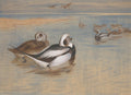 Quadro decorativo com pintura de Archibald Thorburn mostrando patos selvagens, incluindo o pato-rabilongo, em uma paisagem costeira com águas calmas e areia clara. A paleta de cores é suave, com tons de azul, marrom e branco.