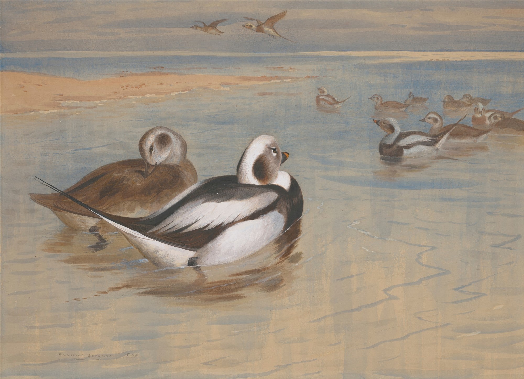 Quadro decorativo com pintura de Archibald Thorburn mostrando patos selvagens, incluindo o pato-rabilongo, em uma paisagem costeira com águas calmas e areia clara. A paleta de cores é suave, com tons de azul, marrom e branco.