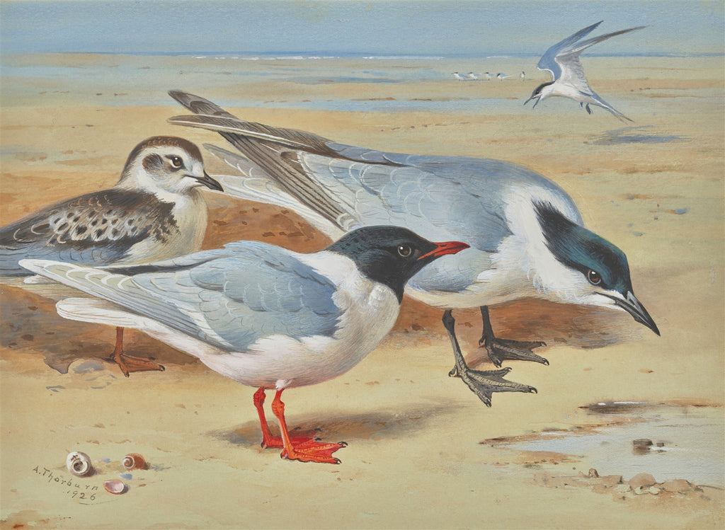 Quadro decorativo de aves marinhas na praia, pintura de Archibald Thorburn, em tons de azul, marrom e branco.