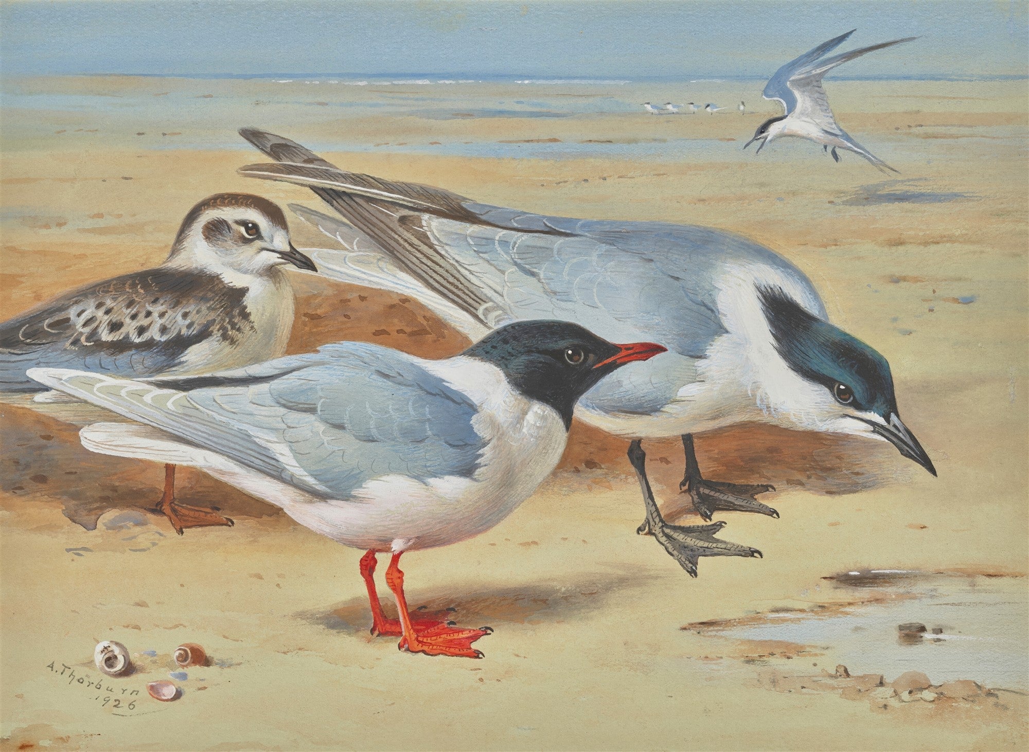 Quadro decorativo de aves marinhas na praia, pintura de Archibald Thorburn, em tons de azul, marrom e branco.