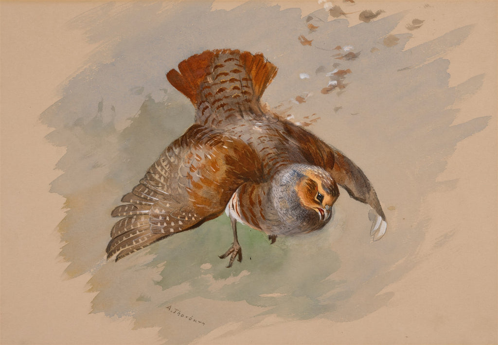Quadro decorativo com ilustração de uma perdiz em voo, com penas marrons, cinzas e alaranjadas, em fundo aquarelado neutro. Obra de Archibald Thorburn.