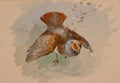 Quadro decorativo com ilustração de uma perdiz em voo, com penas marrons, cinzas e alaranjadas, em fundo aquarelado neutro. Obra de Archibald Thorburn.