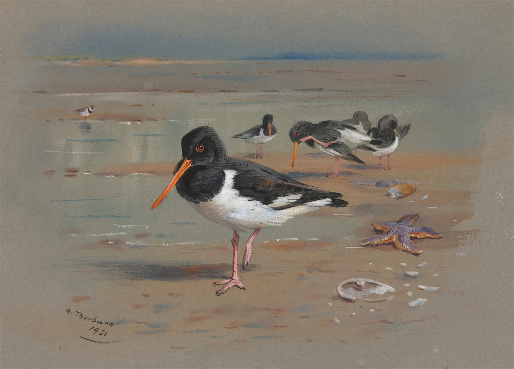 Quadro decorativo de Archibald Thorburn representando aves marinhas, possivelmente ostraceiros, em uma praia. Aves com plumagem preta e branca, bicos alaranjados, em areia molhada com uma estrela do mar e conchas. Assinado 'A. Thorburn 1931'.
