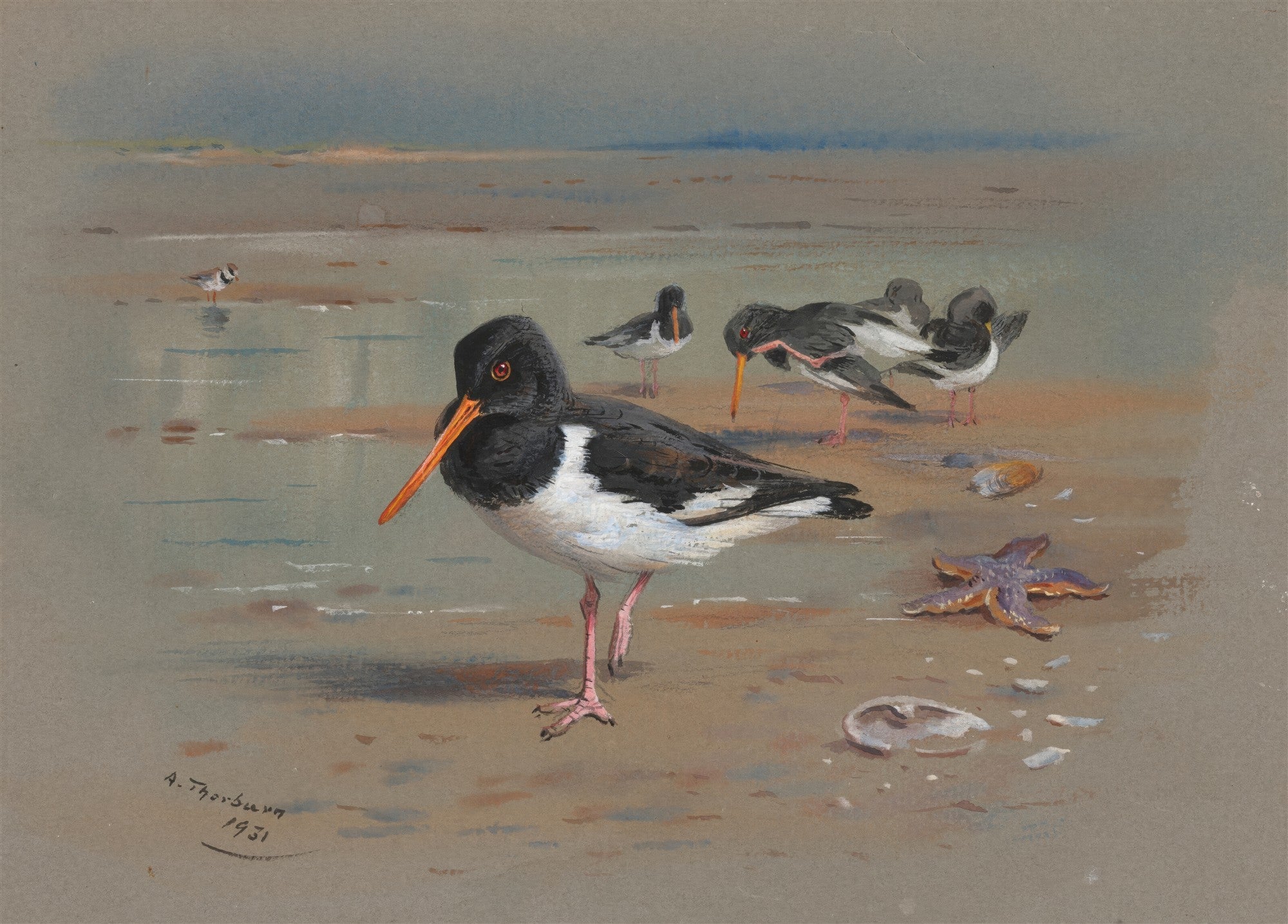 Quadro decorativo de Archibald Thorburn representando aves marinhas, possivelmente ostraceiros, em uma praia. Aves com plumagem preta e branca, bicos alaranjados, em areia molhada com uma estrela do mar e conchas. Assinado 'A. Thorburn 1931'.