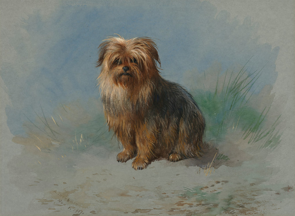 Pintura de um cão terrier de pelo longo e marrom, sentado de frente, com fundo azul e toques verdes. Obra de Archibald Thorburn.