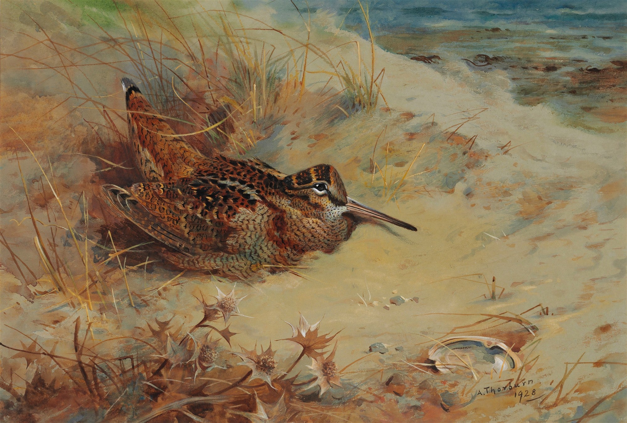 Pintura de Archibald Thorburn de um maçarico camuflado em uma duna de areia com vegetação rasteira e o mar ao fundo