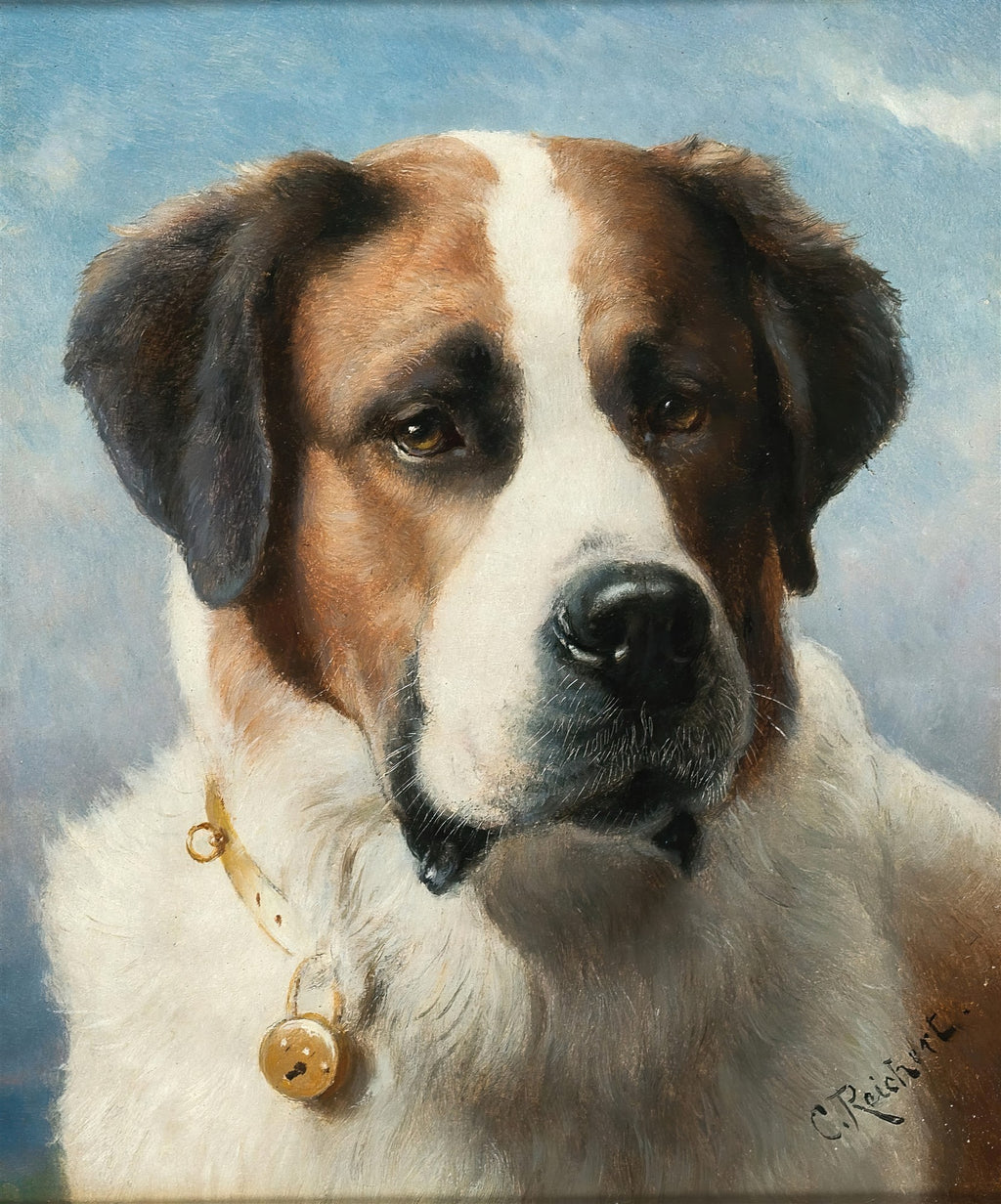 Retrato de um cão São Bernardo em close-up, com pelagem branca, marrom e preta, usando um colar com cadeado. Fundo azul claro.