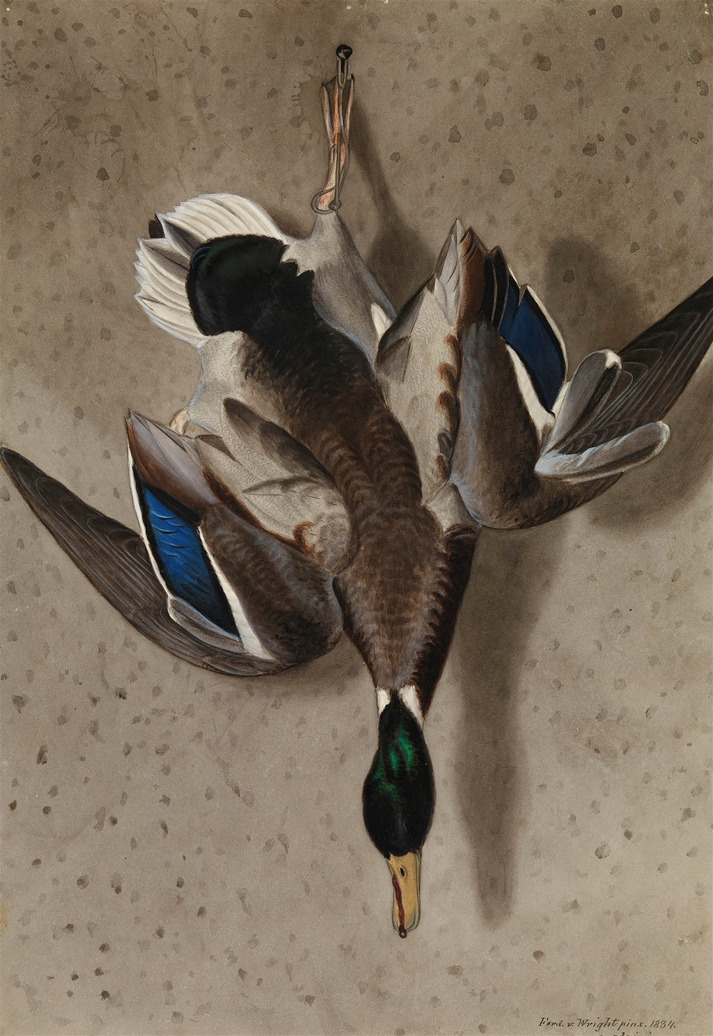 Pintura realista de um pato-real pendurado pelas patas, com penas marrons, brancas e detalhes azuis e verdes iridescentes na cabeça e asas, em um fundo neutro e texturizado. Assinado pelo artista Ferdinand von Wright em 1834.