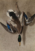 Pintura realista de um pato-real pendurado pelas patas, com penas marrons, brancas e detalhes azuis e verdes iridescentes na cabeça e asas, em um fundo neutro e texturizado. Assinado pelo artista Ferdinand von Wright em 1834.