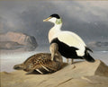 Pintura a óleo de Ferdinand von Wright representando um casal de patos Eider em uma rocha à beira-mar, com a paisagem costeira ao fundo sob um céu nublado.