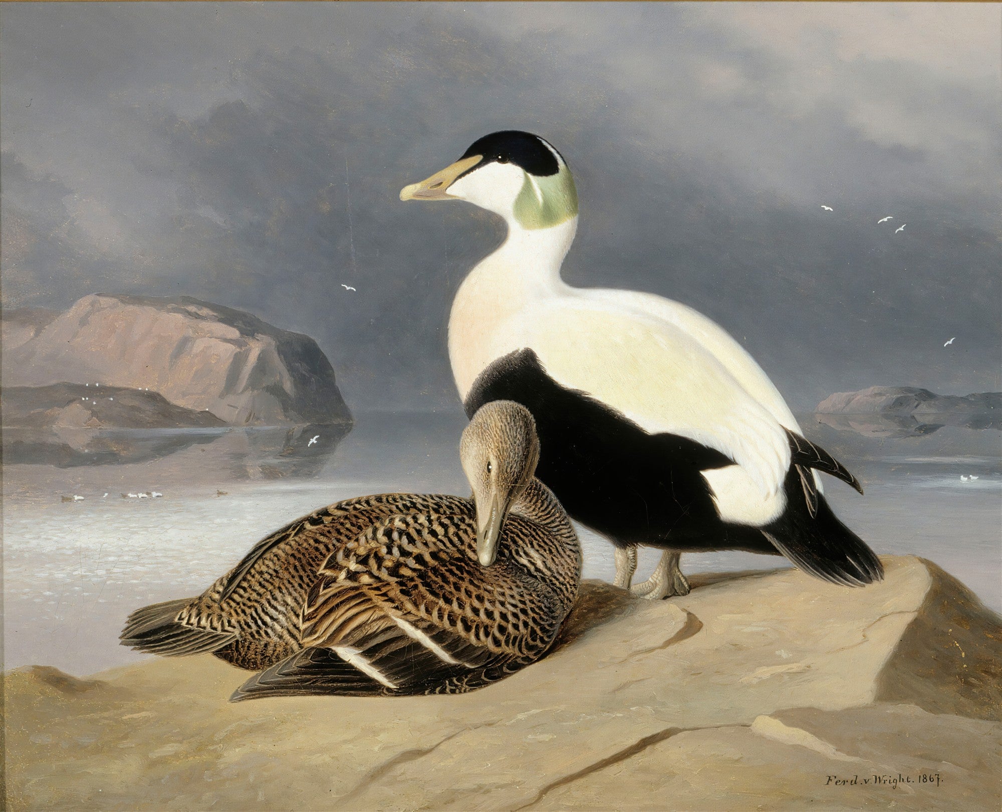 Pintura a óleo de Ferdinand von Wright representando um casal de patos Eider em uma rocha à beira-mar, com a paisagem costeira ao fundo sob um céu nublado.
