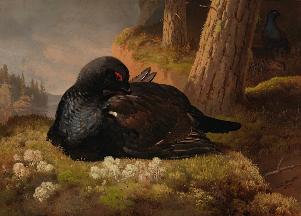 Pintura a óleo de um tetraz-negro (black grouse) deitado na grama em uma floresta, com outros pássaros ao fundo e um lago. Assinado Ferdinand von Wright, 1864.