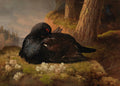 Pintura a óleo de um tetraz-negro (black grouse) deitado na grama em uma floresta, com outros pássaros ao fundo e um lago. Assinado Ferdinand von Wright, 1864.