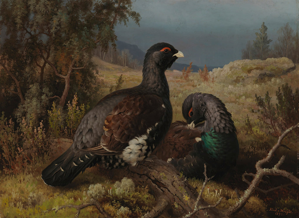 Pintura a óleo de Ferdinand von Wright mostrando dois capercaillies na floresta. Um macho grande e escuro em primeiro plano, um menor atrás em tons de verde e marrom. A floresta ao fundo é em tons de verde e cinza, com um céu nublado.