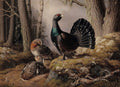Pintura de Ferdinand von Wright mostrando capercaillies (tetrazes-dos-bosques) em uma floresta nórdica. Um macho grande com plumagem escura e cauda em leque se destaca, enquanto fêmeas menores com plumagem camuflada repousam na vegetação rasteira. O fundo é de árvores altas e uma paisagem nebulosa, capturando a essência da vida selvagem.