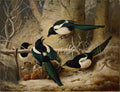 Quadro decorativo com pintura de Ferdinand von Wright, Pássaros no Inverno, mostrando quatro pássaros pretos e brancos, provavelmente pegas, em um cenário de inverno com galhos secos e neve, ao redor de um faisão abatido.