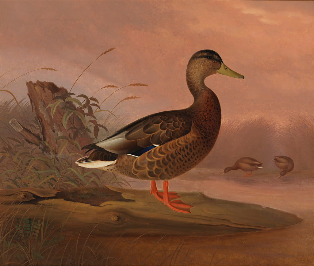 Pintura de um pato-real de perfil, em pé sobre um tronco caído na água, com duas outras aves menores ao fundo e céu rosado. Atribuído a Ferdinand von Wright.