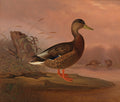 Pintura de um pato-real de perfil, em pé sobre um tronco caído na água, com duas outras aves menores ao fundo e céu rosado. Atribuído a Ferdinand von Wright.