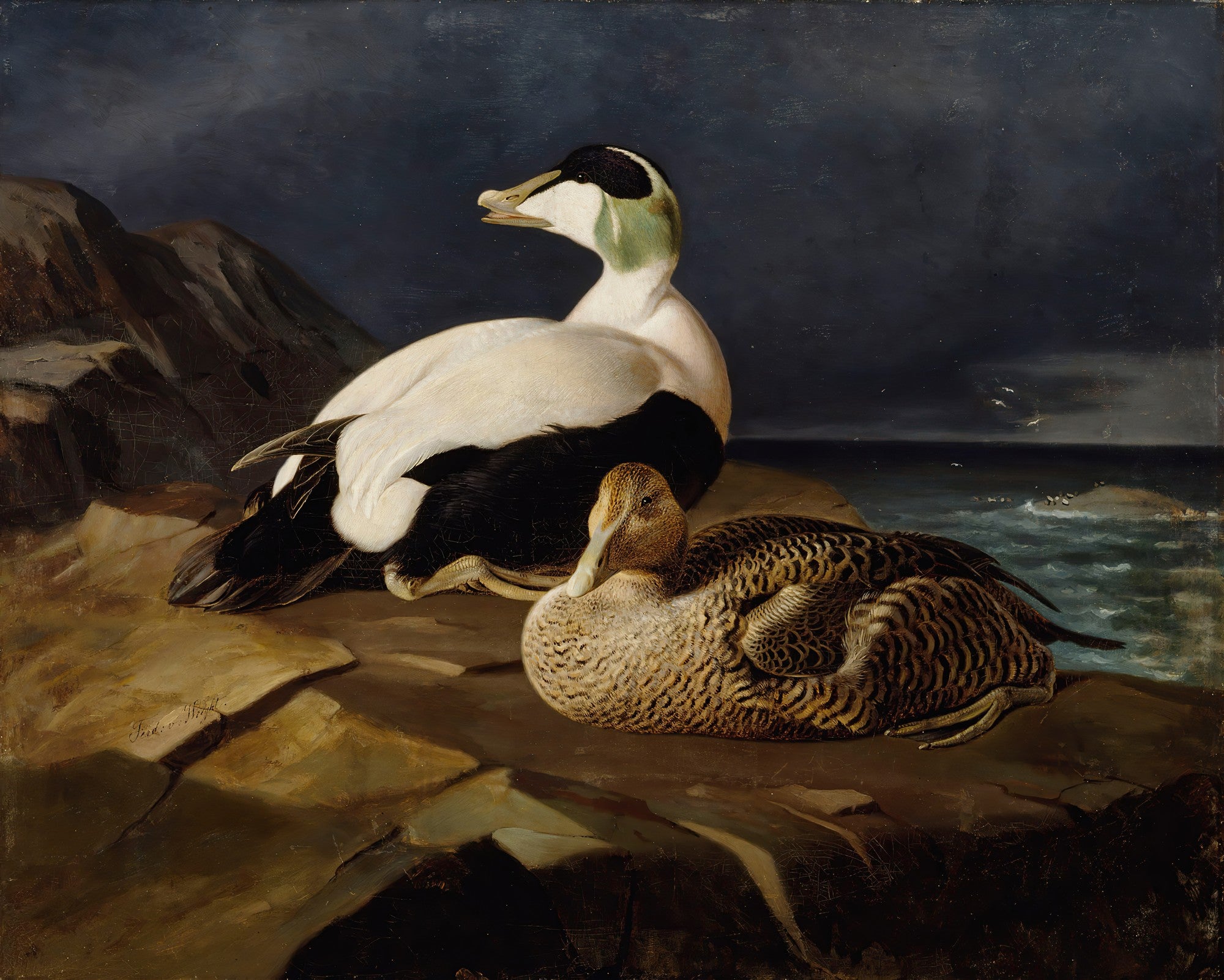 Pintura a óleo de Ferdinand von Wright de dois patos eider, um macho e uma fêmea, repousando em rochas escuras com o mar e um céu nublado ao fundo.