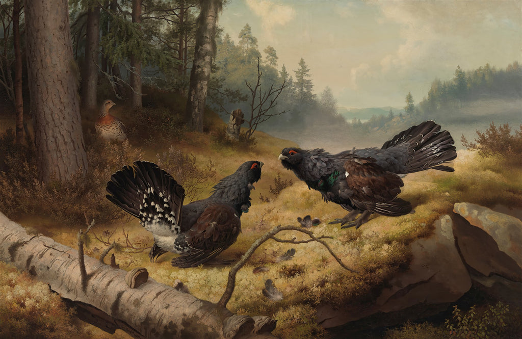 Quadro decorativo com pintura de dois galos-silvestres (capercaillies) em confronto em uma floresta, com uma fêmea ao fundo, obra de Ferdinand von Wright.