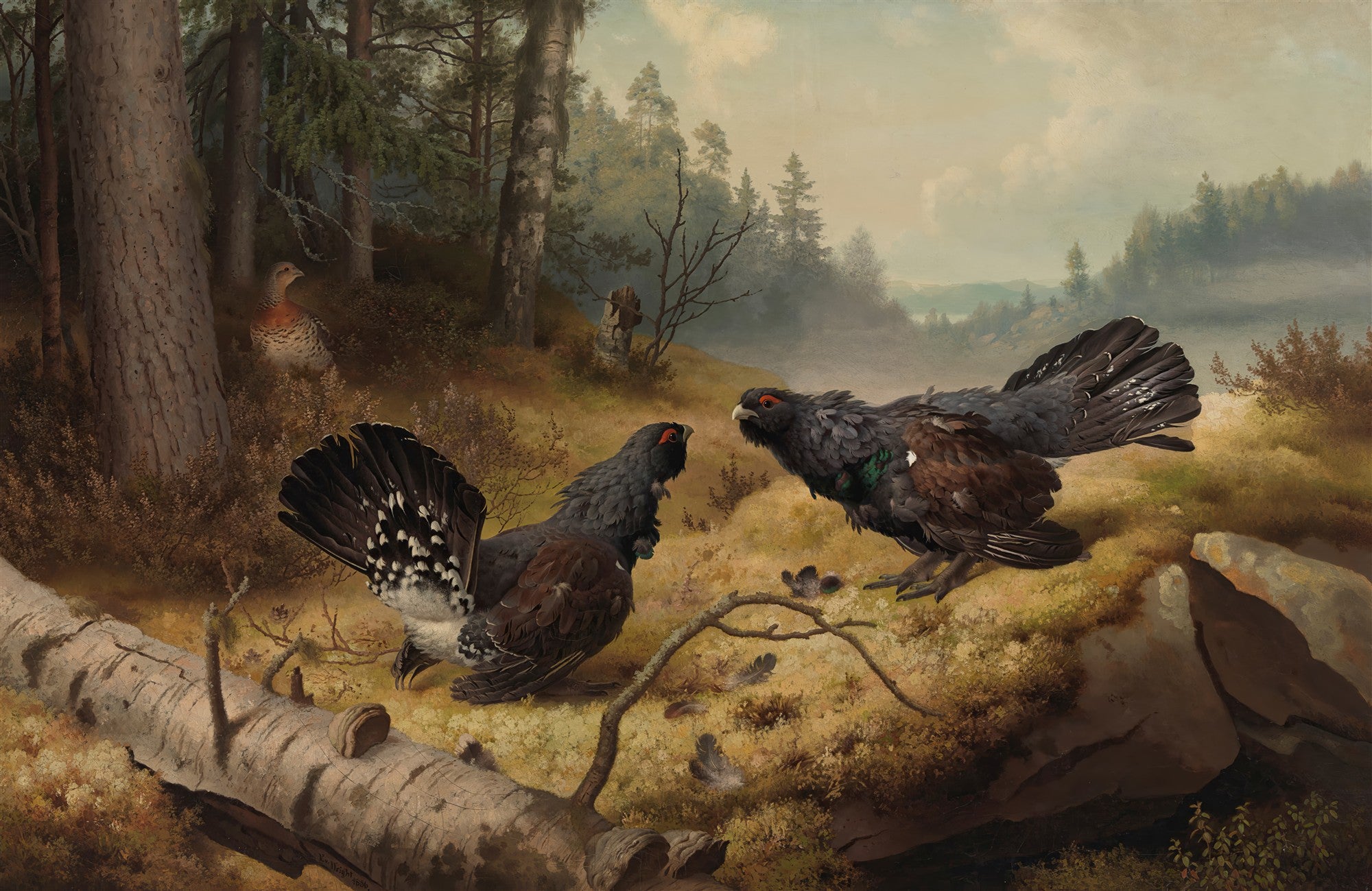 Quadro decorativo com pintura de dois galos-silvestres (capercaillies) em confronto em uma floresta, com uma fêmea ao fundo, obra de Ferdinand von Wright.