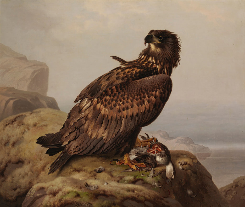 Pintura a óleo de uma águia-rabilonga marrom escura empoleirada em uma rocha, com uma presa ensanguentada sob suas garras. O fundo mostra um céu nublado e formações rochosas distantes. A águia olha para a direita com um olhar penetrante.