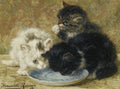 Pintura a óleo de Henriëtte Ronner-Knip mostrando três gatinhos. Um gatinho branco e tigrado, um gatinho preto e um gatinho preto e tigrado se reúnem em volta de um prato azul com leite ou água. O gatinho tigrado lambe a pata, enquanto os outros dois se inclinam para o prato.
