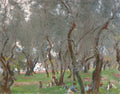 Pintura de John Singer Sargent, Campo de Oliveiras, Corfu. Cena campestre com pessoas sob oliveiras, luz filtrada pelas folhas em tons de verde, cinza e marrom.
