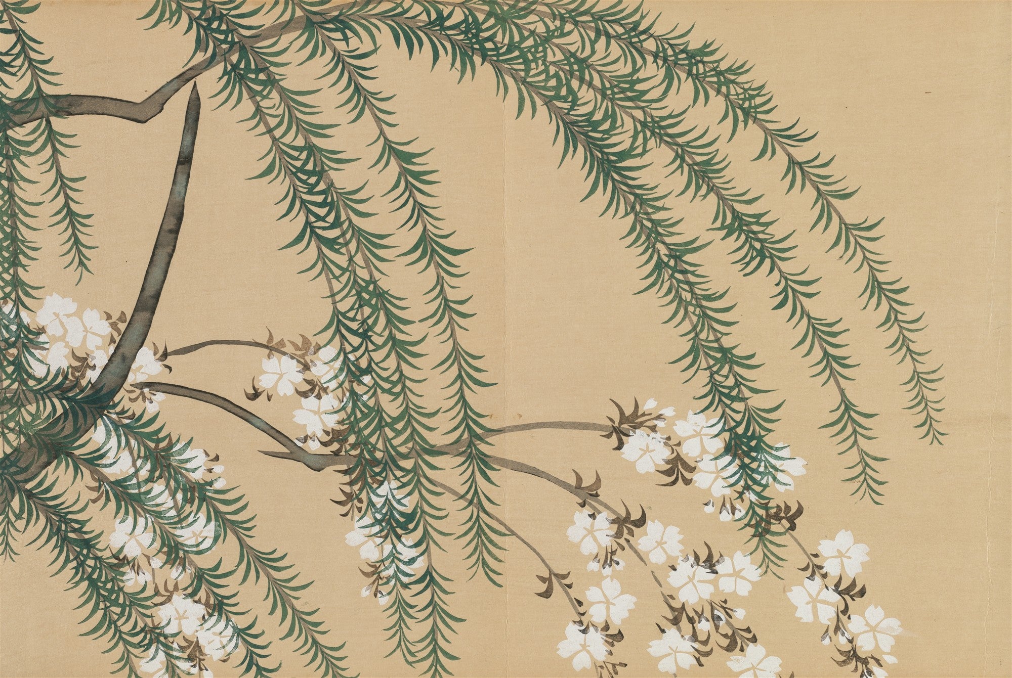 Quadro decorativo com ramos de salgueiro de folhas verdes pendentes e flores de cerejeira brancas delicadas em um fundo bege claro, estilo japonês por Kamisaka Sekka.