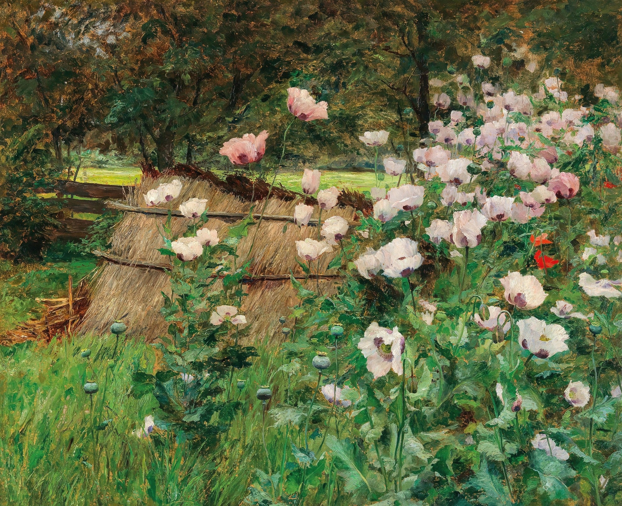 Pintura a óleo de um campo de papoulas brancas e rosadas, com folhagens verdes e um muro de feno ao fundo, sob árvores escuras. Estilo impressionista com pinceladas visíveis.