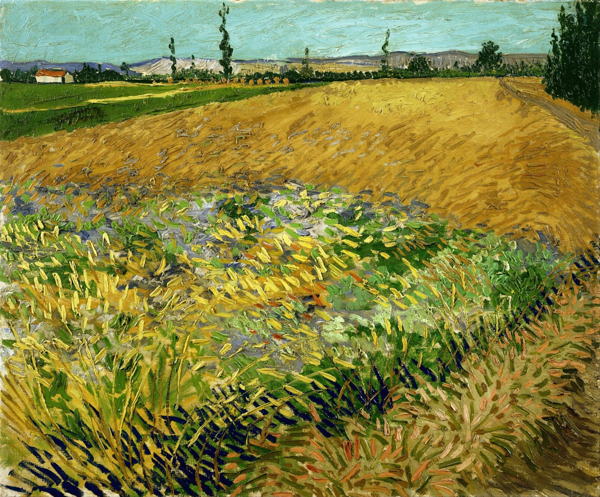 Quadro de Van Gogh com campo de trigo dourado, pinceladas vibrantes em tons de amarelo, verde e azul, com uma casa branca ao fundo e árvores esguias sob um céu claro.